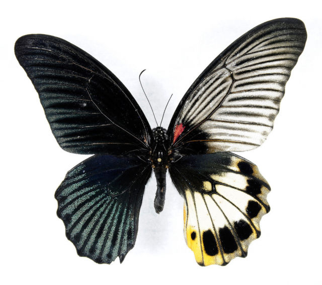 Papilio memnon (bilateral gynandromorph) 2 (Internet Image property of respective owner, non-commercial use only)